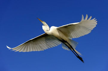 great egret