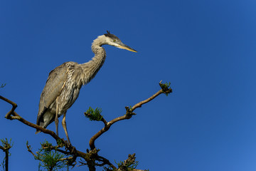 great blue heron