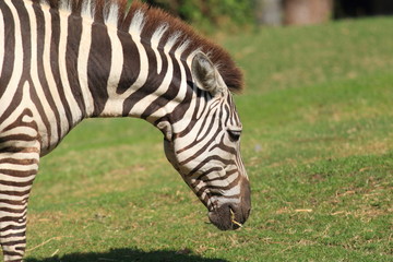 Fototapeta na wymiar Zebra Horse (Equus grevyi)