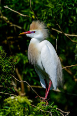 cattle egret