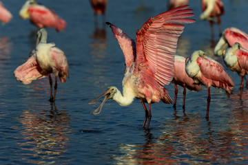 roseate spoonbill, sanibel