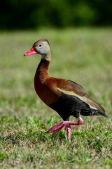 black-bellied whistling-duck, wacodahatchee wetlands