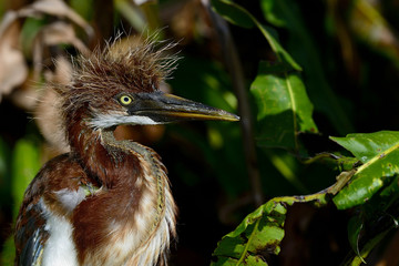 tricolored heron, wacodahatchee wetlands