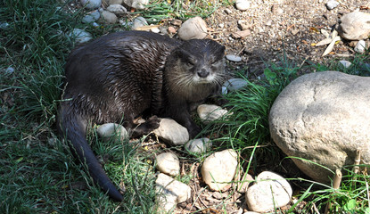 animal - Otter in the summer