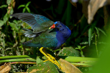 purple gallinule, wacodahatchee wetlands