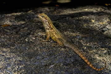 curlytail lizard, palm beach
