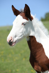 Nice paint horse foal on pasturage