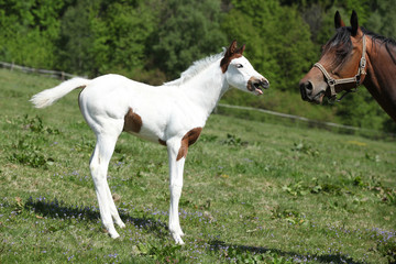 Obraz na płótnie Canvas Amazing foal with mare on pasturage
