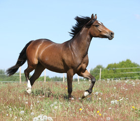 Amazing horse running on spring pasturage