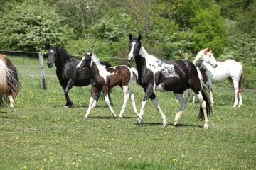 Obraz na płótnie Canvas Very various batch of horses running on pasturage