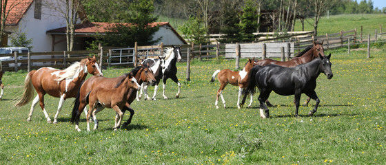 Very various batch of horses running on pasturage