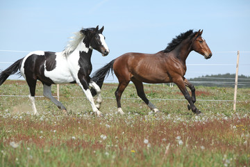 Fototapeta na wymiar Two amazing horses running on spring pasturage