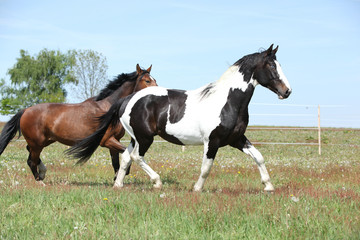 Two amazing horses running on spring pasturage