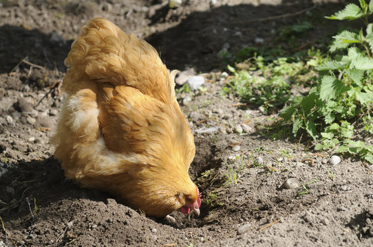 brahmahuhn 87