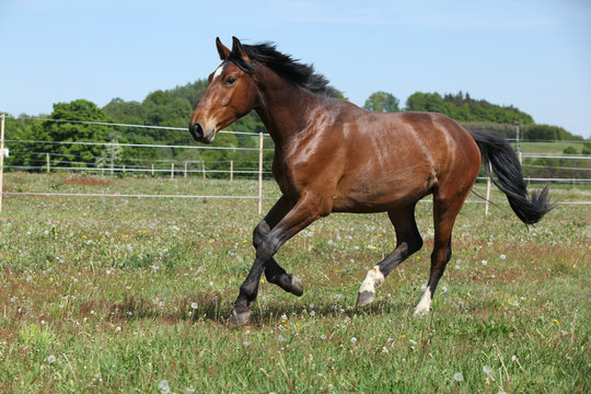 Brown horse running on flowered pasturage