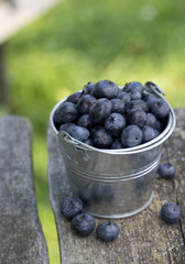 blueberries in a metallic bucket