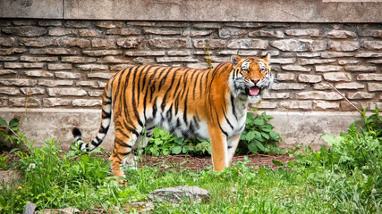 Siberian Tiger With Tongue Out