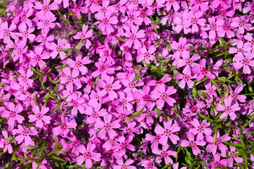 purple flowers