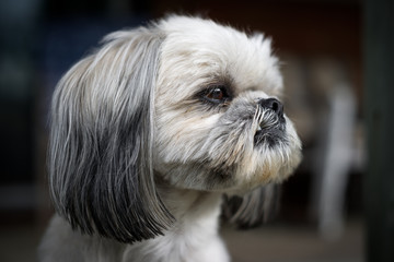 Closeup of the Face of a Shih Tzu Dog