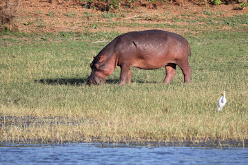 grasendes Nilpferd, Hippo