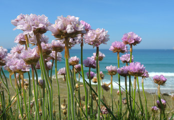 Strandnelke - thrift - Armeria maritima