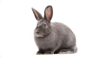 Fototapeta premium Rabbit sitting against white background