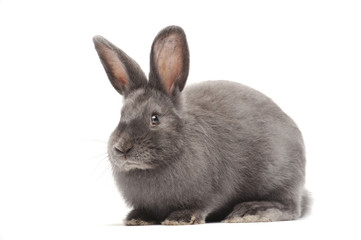 Rabbit sitting against white background