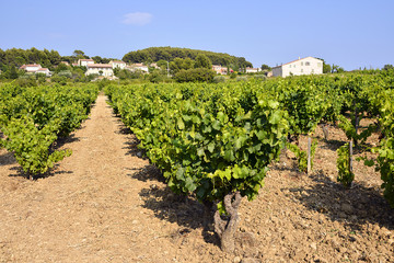 Fototapeta na wymiar Vineyard of Le Castellet In France