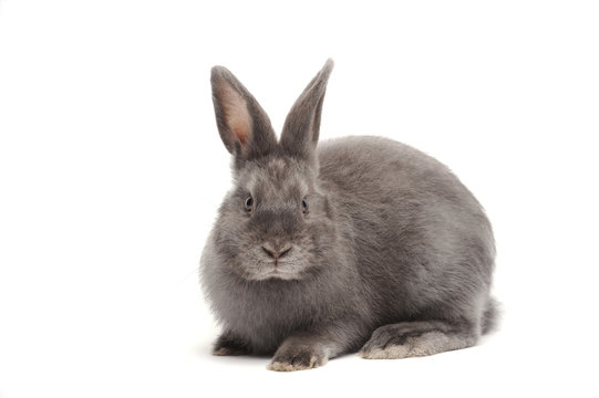 Rabbit sitting against white background
