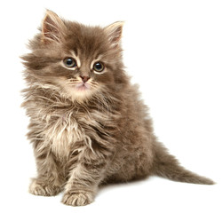 Beautiful persian little kitten © Ian 2010