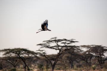 bird