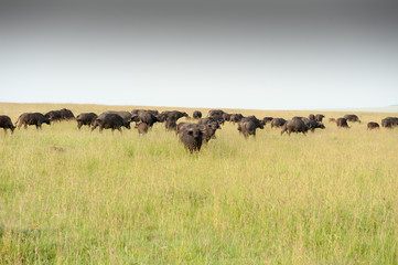 Obraz na płótnie Canvas buffalo