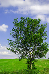 Fototapeta na wymiar Einsamer Baum im Frühling
