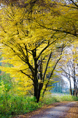 Fototapeta premium Wanderung durch den Herbstwald