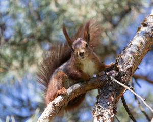 Obraz premium Белка