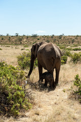Fototapeta premium africa