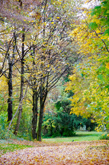 Naklejka premium Farbiger Herbstwald