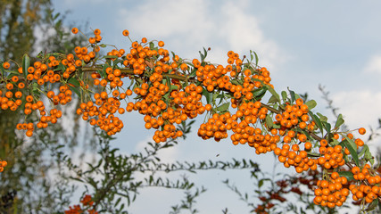 Feuerdorn - Pyracantha