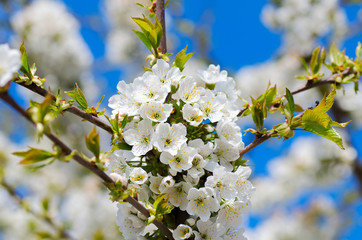 Obraz premium spring cherry tree