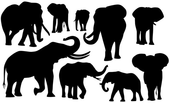 Elefanten Set