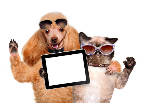 dog with cat taking a selfie together with a tablet