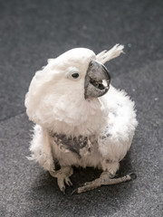 Poor cockatoo