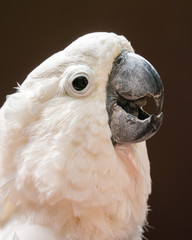 Portrait of cockatoo