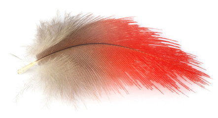 Colorful feather