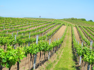 Fototapeta na wymiar Beautiful vineyard landscape in South Moravia, Czech republic.