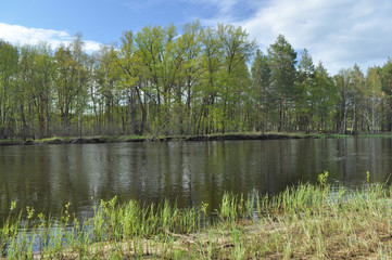 Obraz premium Small river in the may forest.