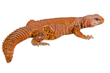 lizard (uromastyx)