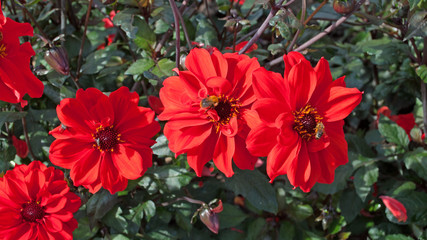 Dahlien