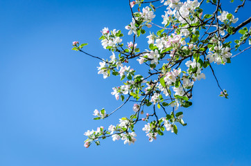 Blossoming apple-tree branches