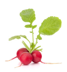 Small garden radish with leaves